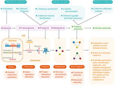 Endothelial Damage in Sepsis: The Importance of Systems Biology